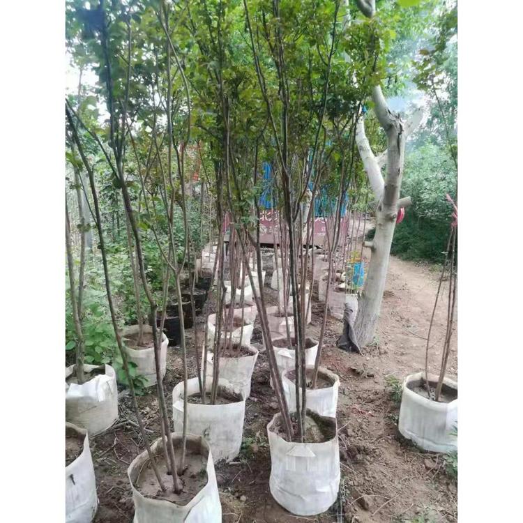 供应紫薇树 紫薇报价 青州苗木报价