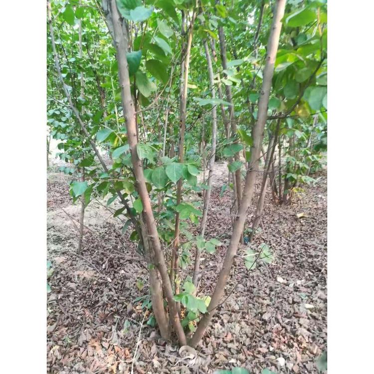 出售紫薇树基地 紫薇树批发价
