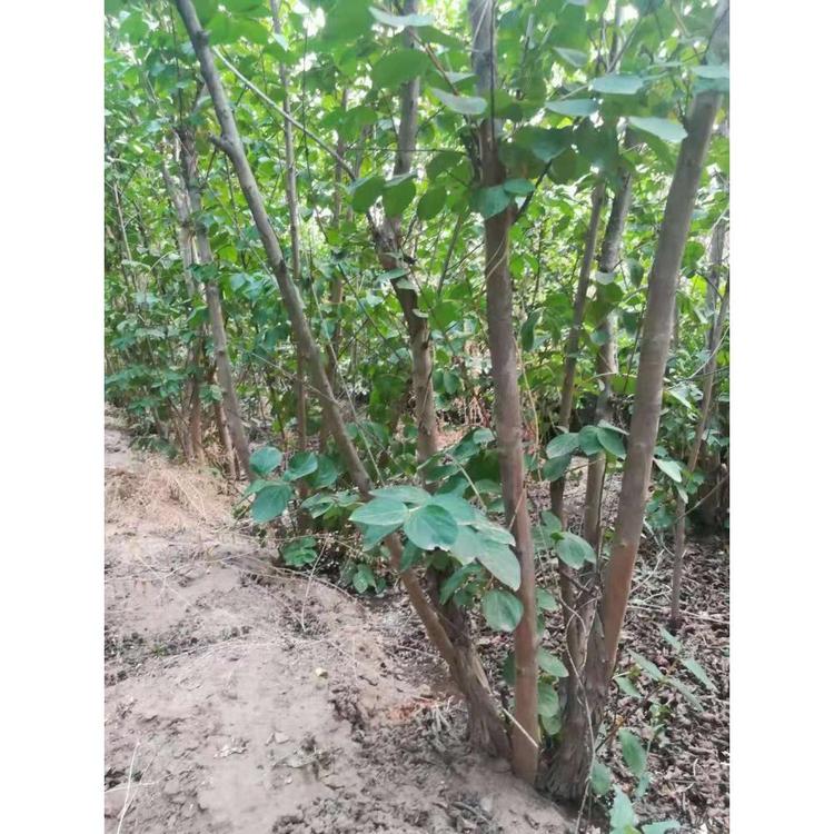 山东紫薇树报价 绿化苗木报价 久顺花卉