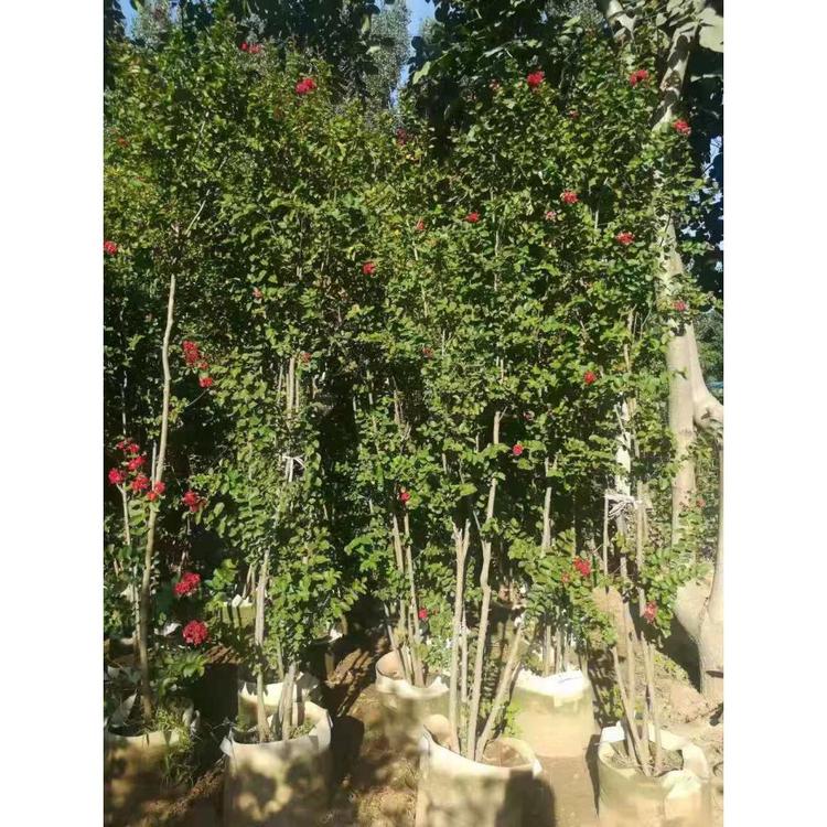 供应紫薇树价格 绿化苗木价格 久顺花卉