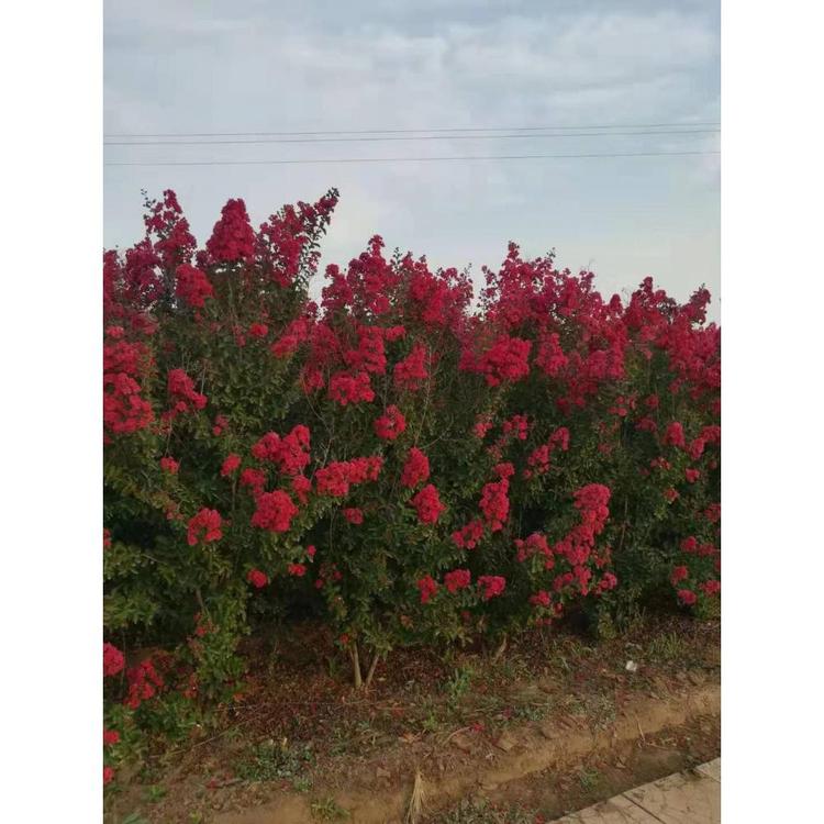 供应紫薇树基地 青州苗木基地