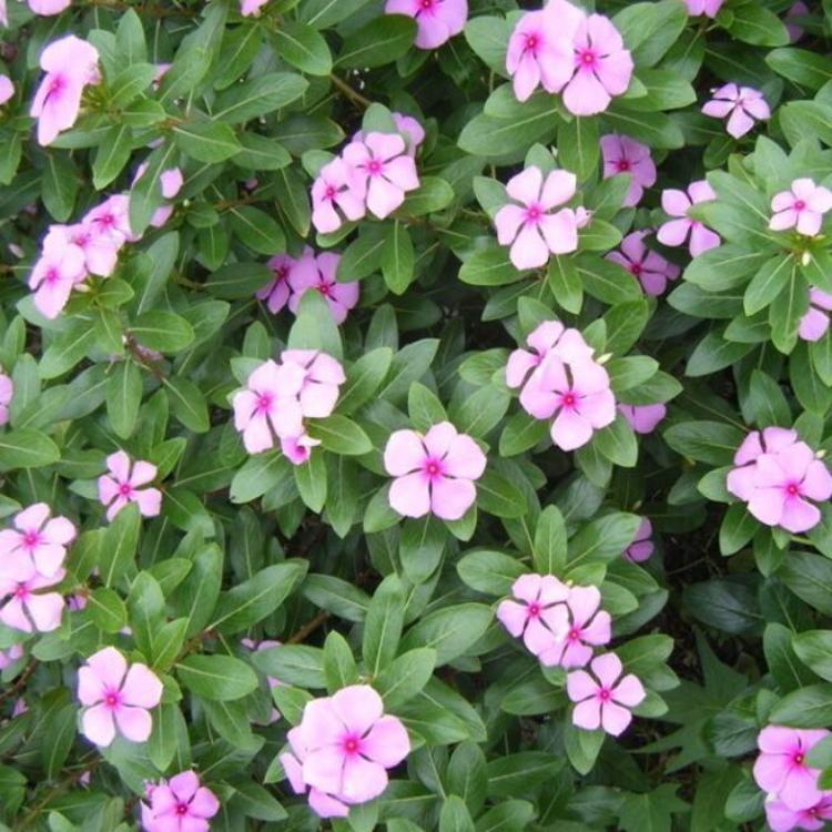 【价格好商量】长春花批发价格|长春花培育基地
