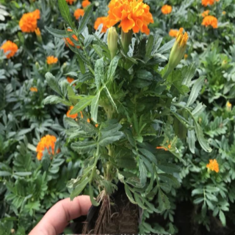 【棒棒哒】孔雀草供应_孔雀草批发_孔雀草价格