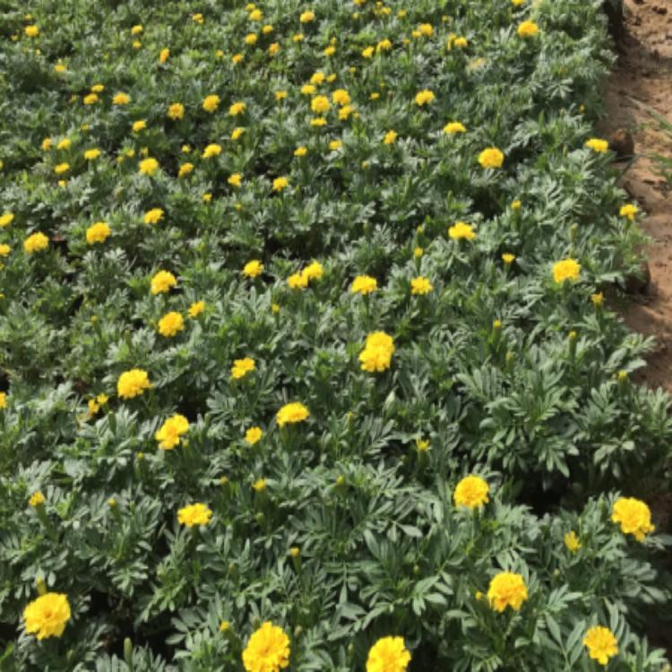 为您推荐  陕西孔雀草种植基地    地邦