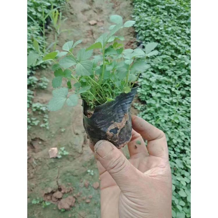 供应蛇莓 蛇莓批发价格 宿根花卉批发价格