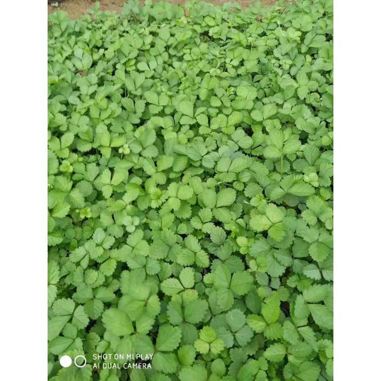 山东青州蛇莓 青州草花批发价格