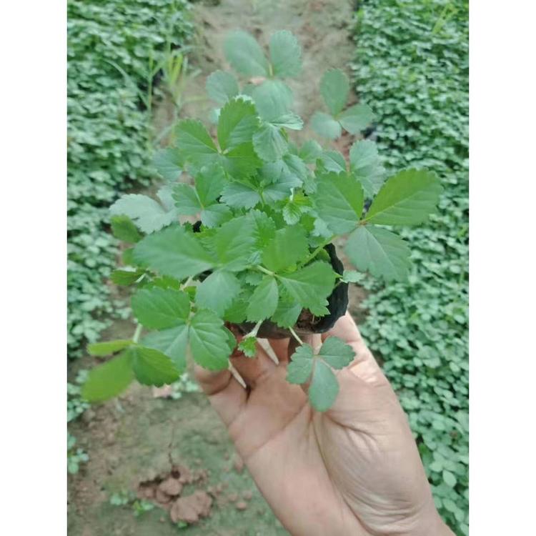 出售蛇莓基地 青州草花基地 蛇莓批发价格