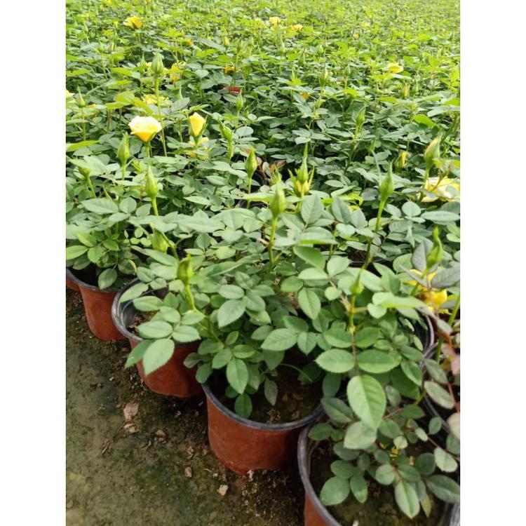 销售微型月季 月季花售卖 微型月季批发价格