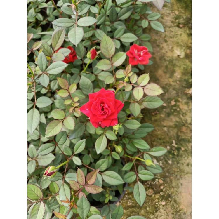 供应微型月季 微型月季报价 月季花价格