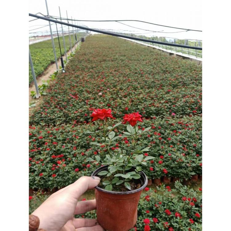 山东微型月季价格 花卉批发价格 久顺