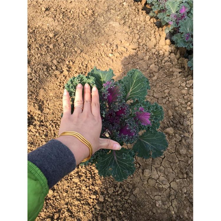 羽衣甘蓝_种植基地 北方草花批发价格