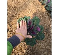 羽衣甘蓝_种植基地 北方草花批发价格