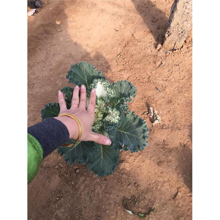 羽衣甘蓝批发价格 批发各种草花_鸿艺_花海设计很靠谱