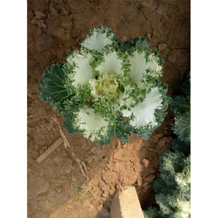 太养眼啦_羽衣甘蓝批发价格 耐寒草花种植_草花基地_鸿艺