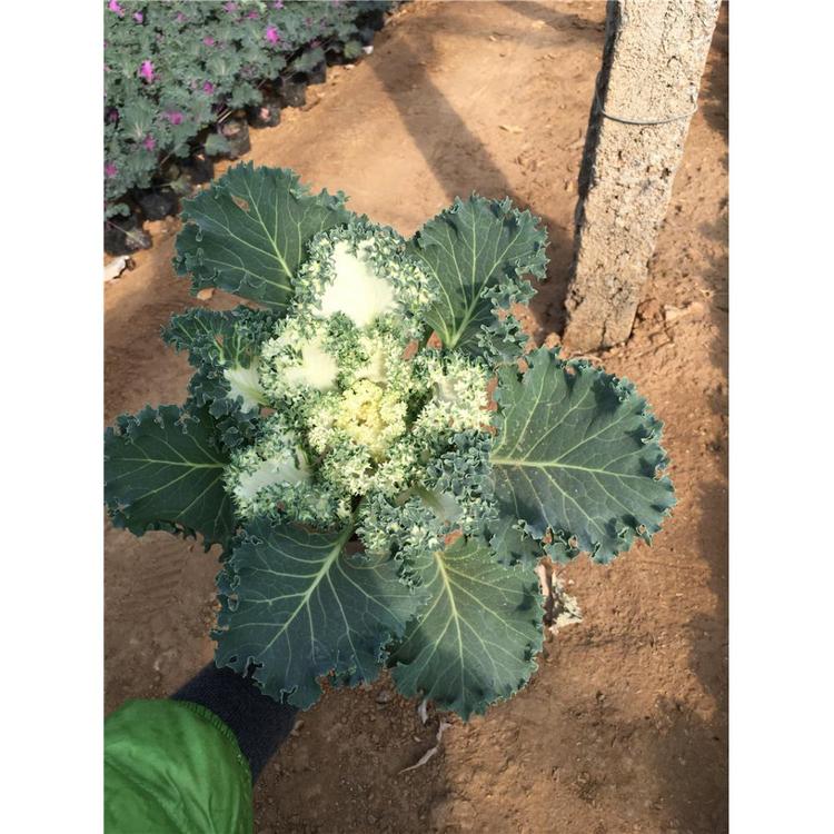 太养眼啦_羽衣甘蓝 园艺设计 鸿艺_冬季草花种植基地