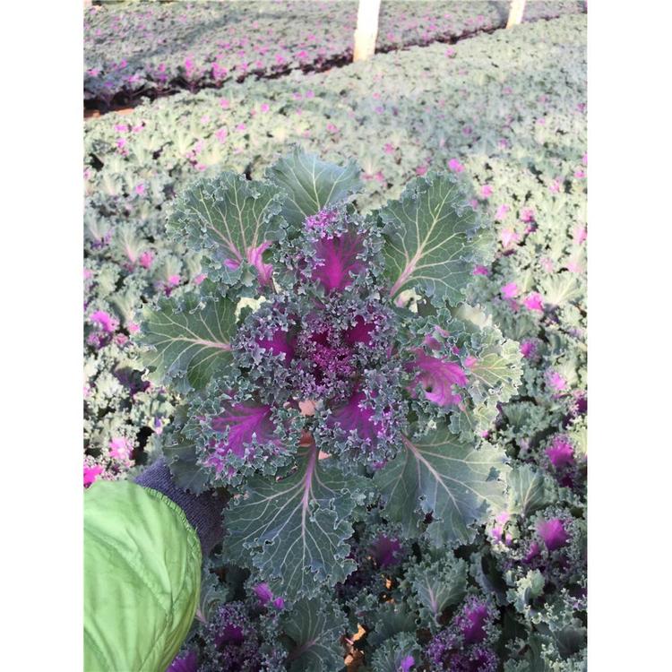 太养眼啦_羽衣甘蓝_园艺设计_草花基地_山东草花 观赏草