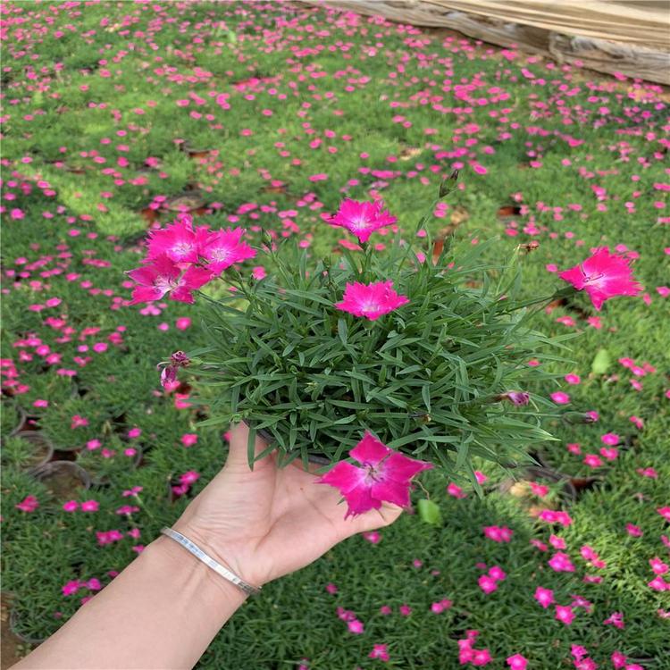 美美哒 绿色系 欧石竹报价 北方草花基地 青州草花种植