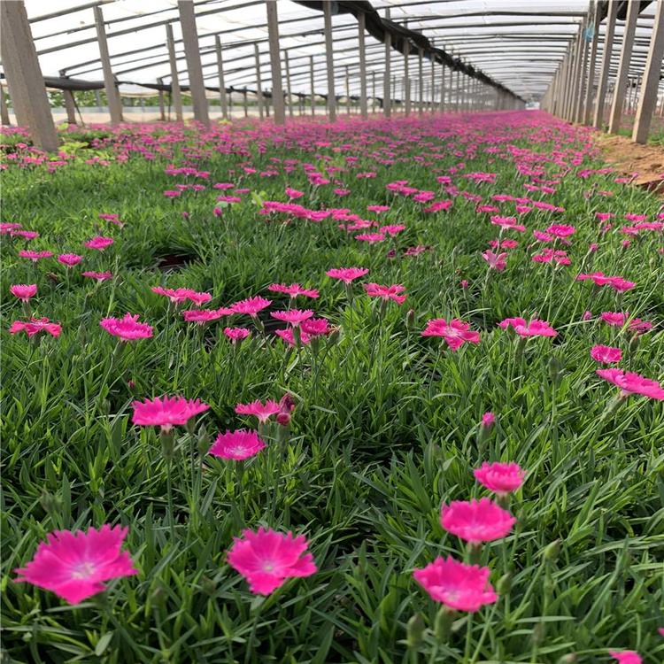 欧石竹_报价 青州草花报价_草花种植基地_宿根花卉