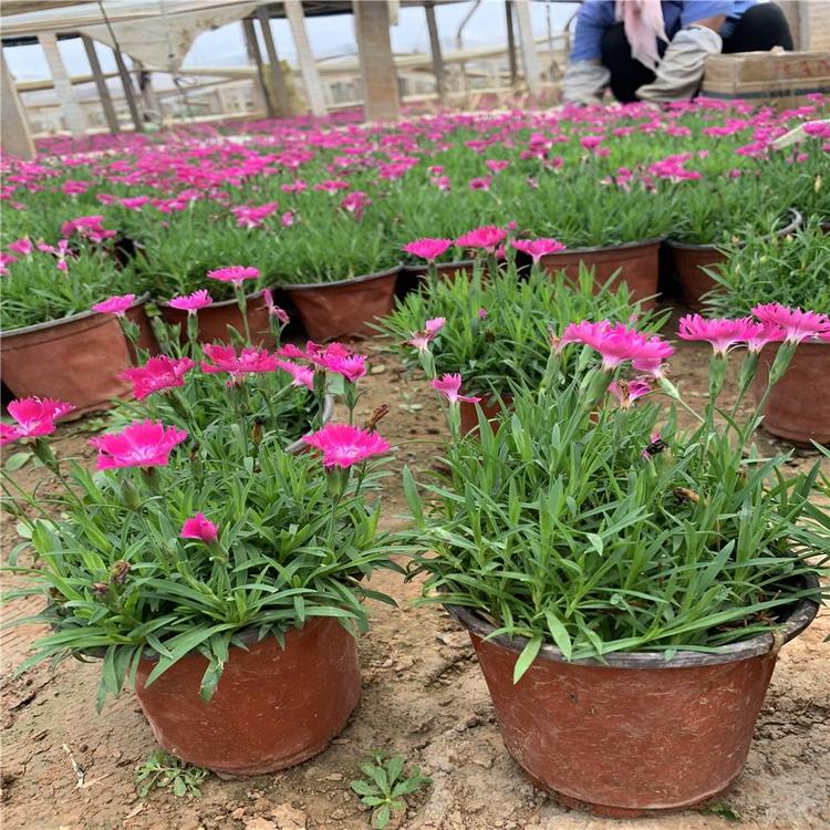 基地批发欧石竹 报价 青州草花种植 四季草花 时令草花