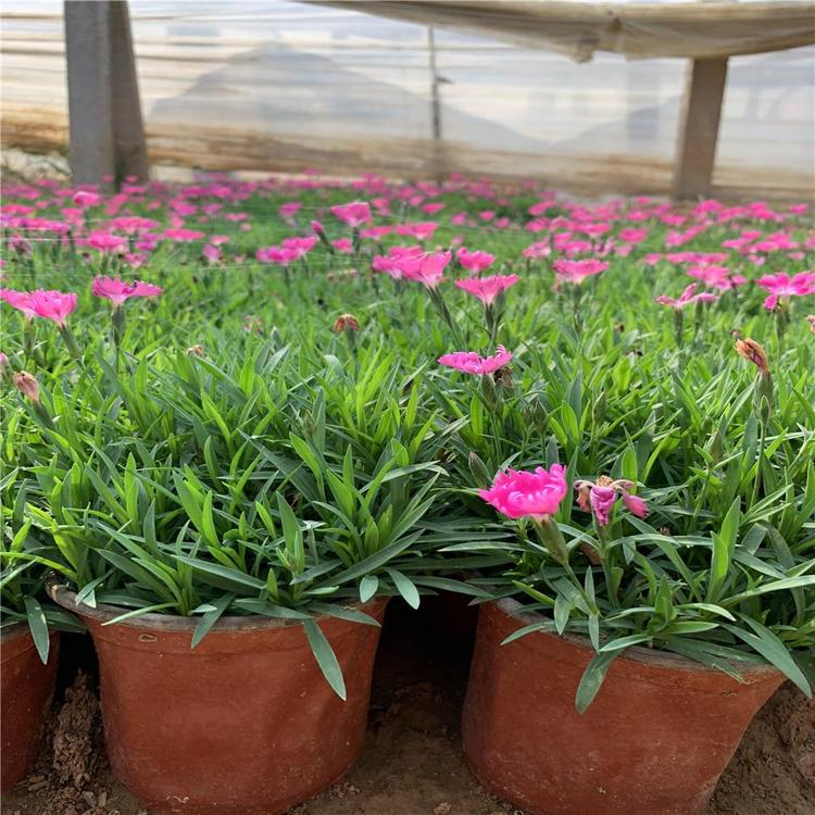 批发观赏草 欧石竹批发价格 草花_青州草花基地