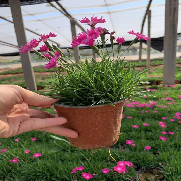 花海设计_批发欧石竹/草花报价_北方草花