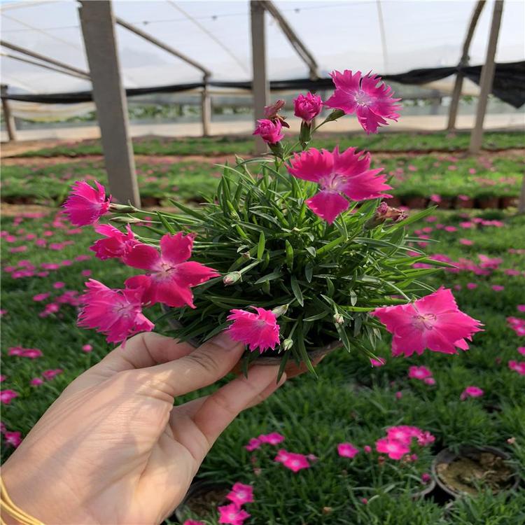 基地直发欧石竹_欧石竹种植基地_草花基地