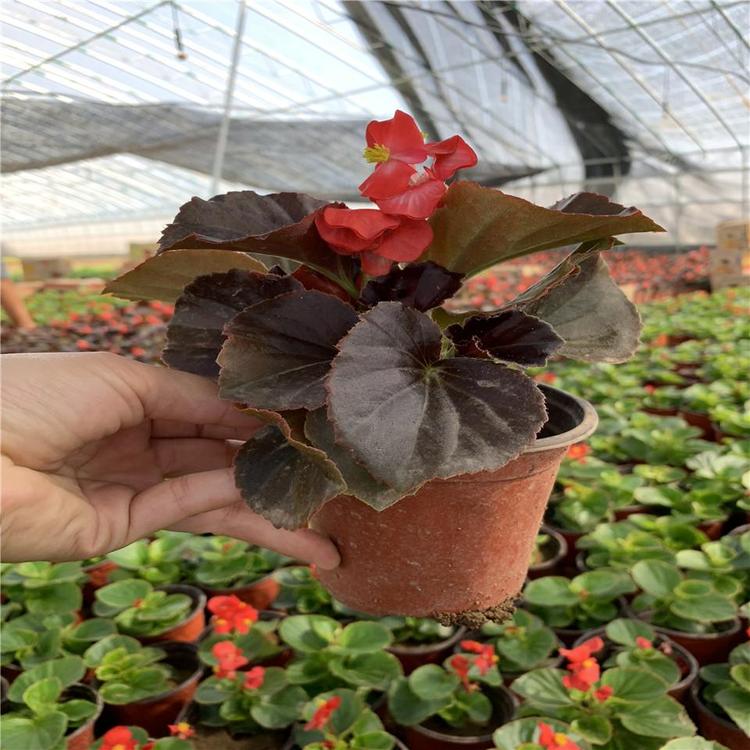养眼哦_四季海棠基地 青州草花基地_草花种植