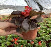 养眼哦_四季海棠基地 青州草花基地_草花种植