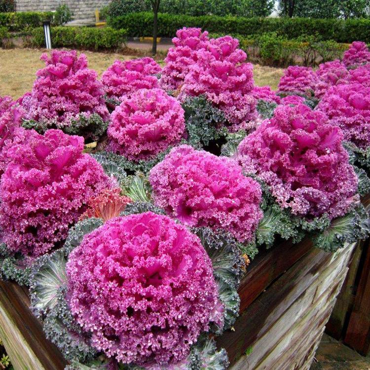 【去看看】羽衣甘蓝种植基地-羽衣甘蓝批发供应