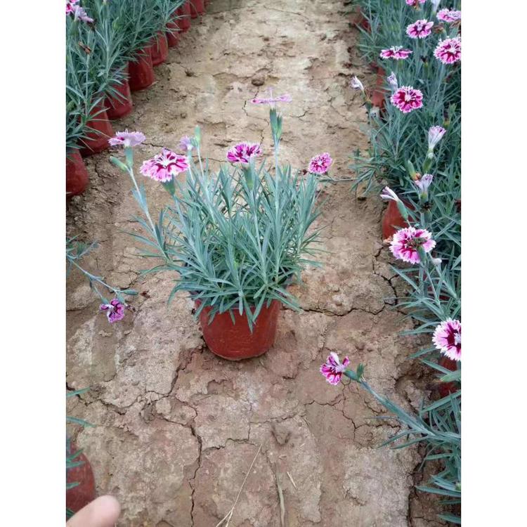 青州彩虹石竹价格 彩虹石竹批发基地