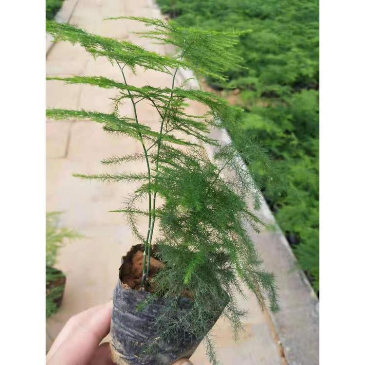 青州文竹价格 云片松批发价格