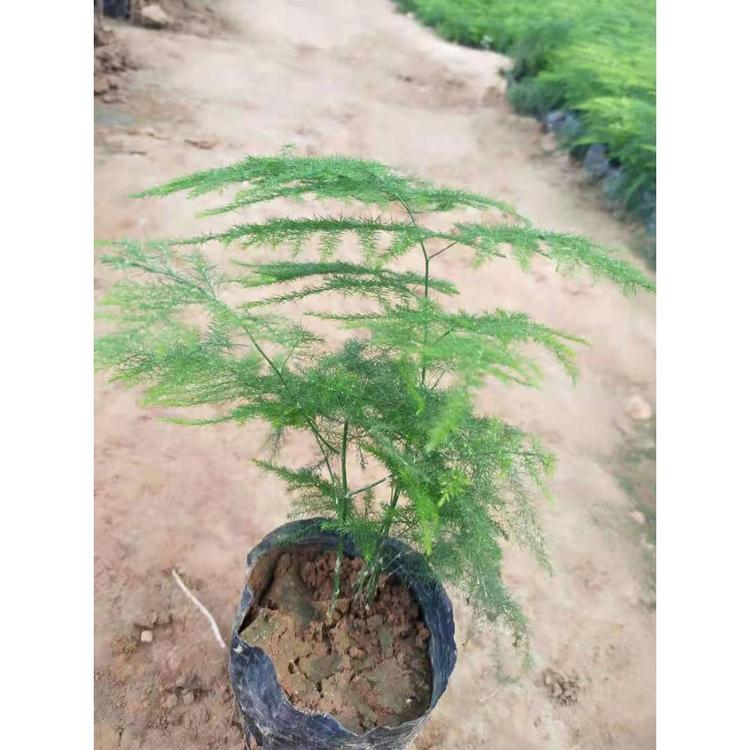 潍坊文竹批发价格 云片松价格