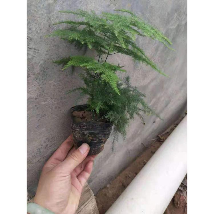 山东绿色文竹价格 文竹批发价格
