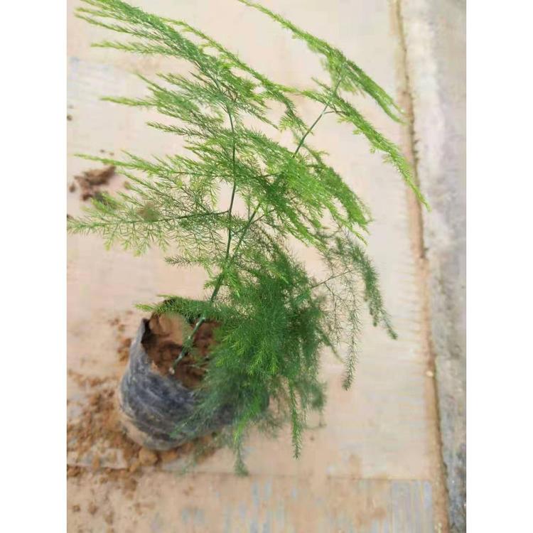 潍坊文竹价格  文竹批发 文竹种植基地