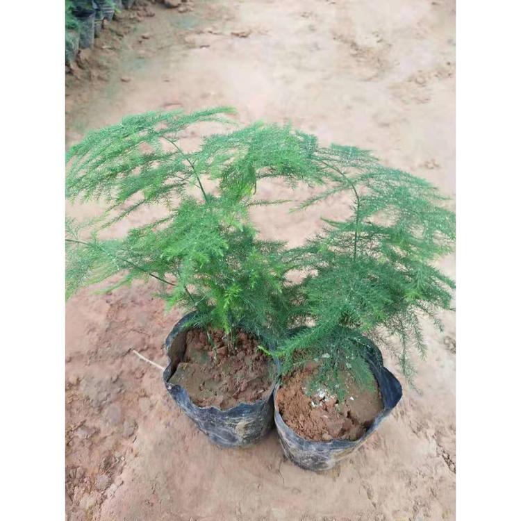 山东文竹 云片松供应基地
