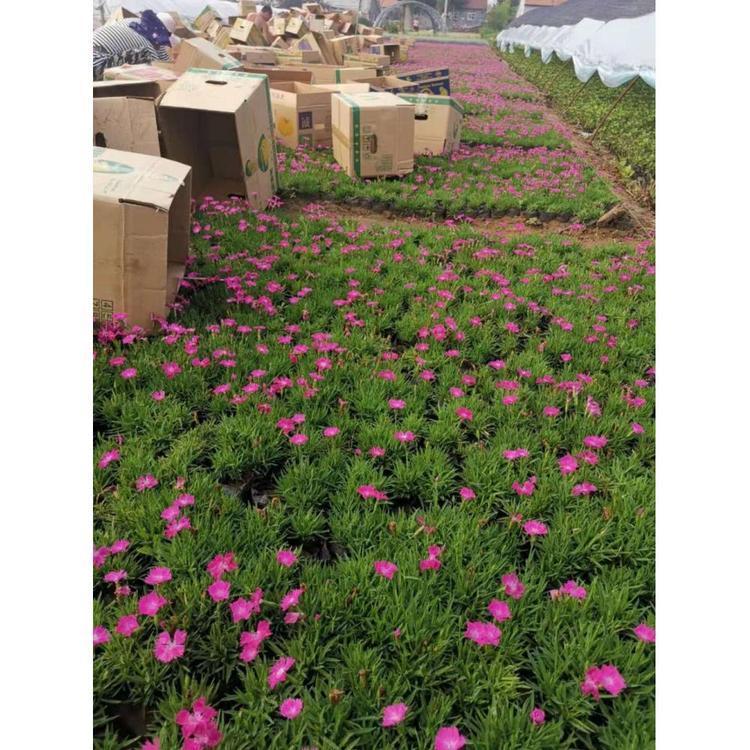 出售欧石竹盆苗 宿根花卉批发价格 丰林