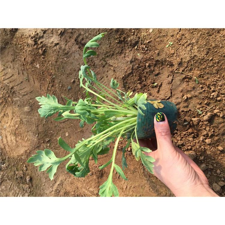 冰岛虞美人 一二年生草本植物  时令草花 宿根草花种植基地