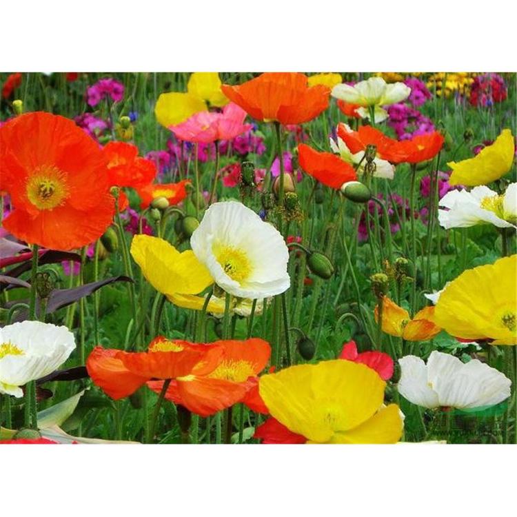 大量供应宿根草花_一二年生草本花卉 冰岛虞美人基地报价