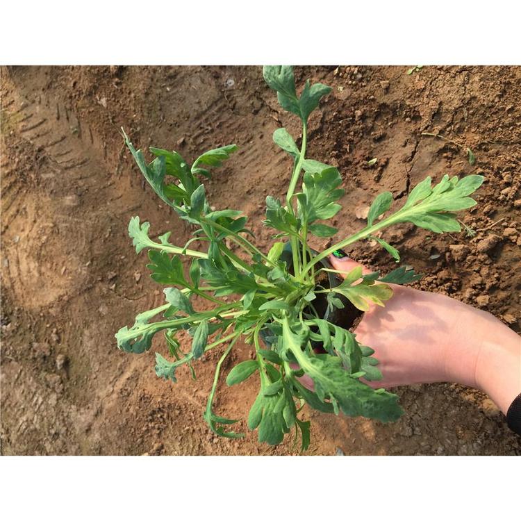 大量供应冰岛虞美人 草花基地 虞美人批发基地_鸿艺