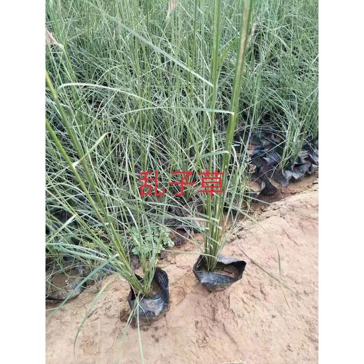 供应宿根花卉粉黛乱子草基地 粉黛乱子草小苗批发