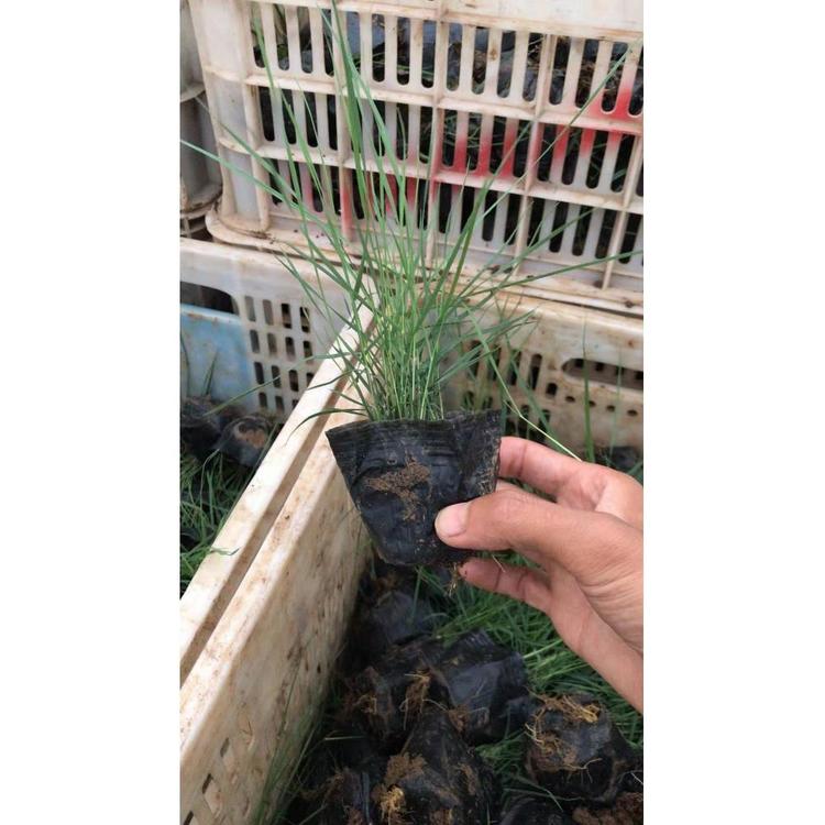 供应粉黛乱子草花苗 宿根花卉批发价格