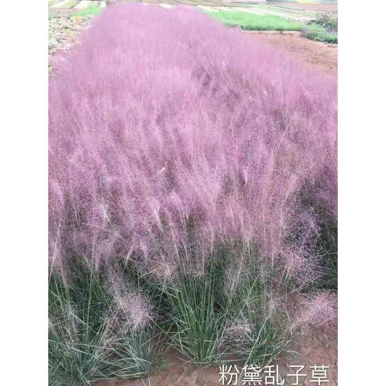 山东青州粉黛乱子草价格 多年生花卉批发