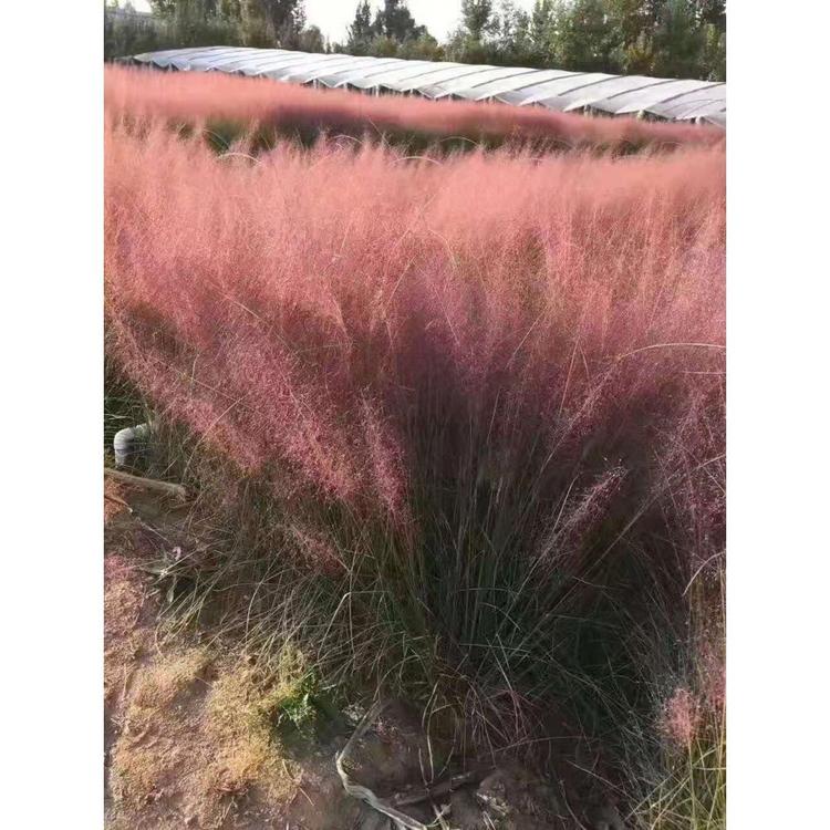 山东粉黛乱子草批发 粉黛乱子草小苗 丰林花卉