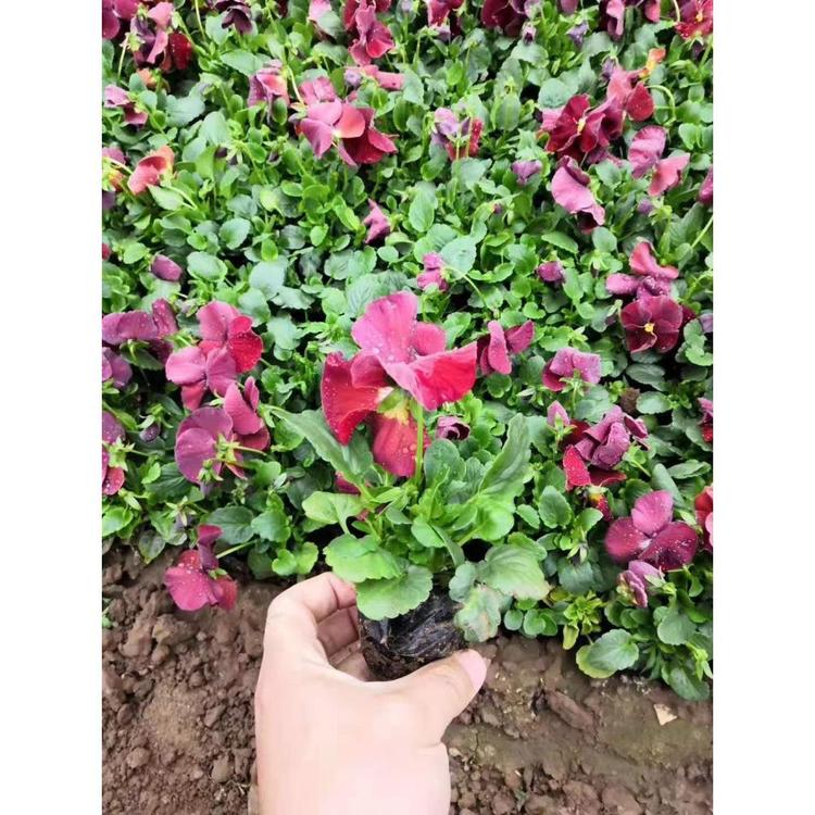 销售角堇报价 青州花卉基地 丰林花卉