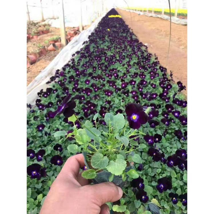 出售角堇报价 宿根花卉种植基地