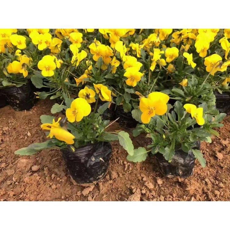 山东角堇种植基地 角堇批发价格