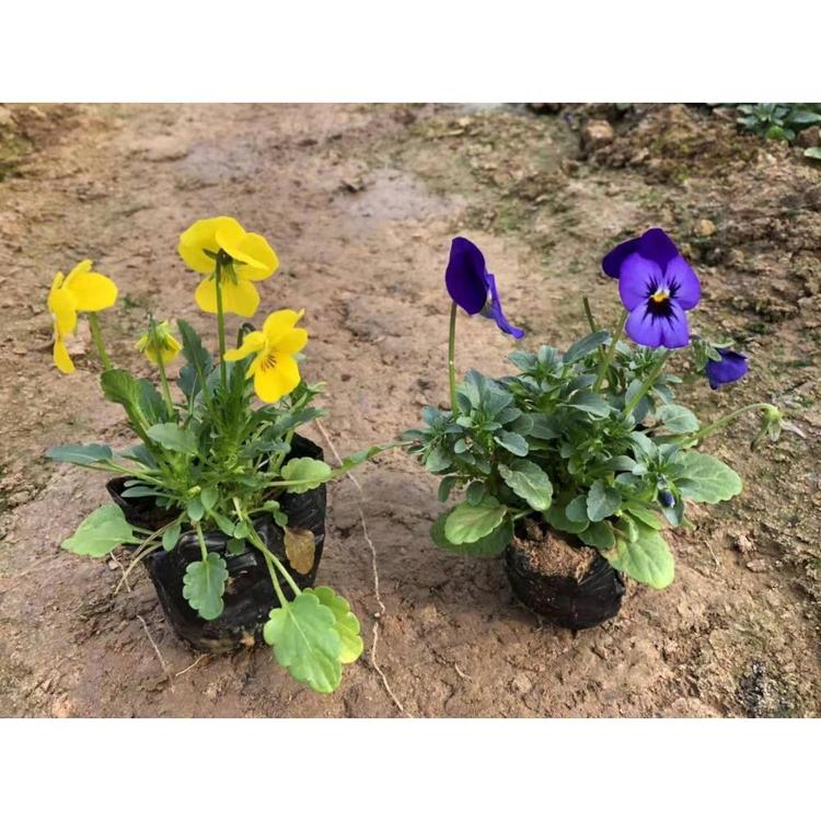 销售角堇批发价格 青州花卉报价