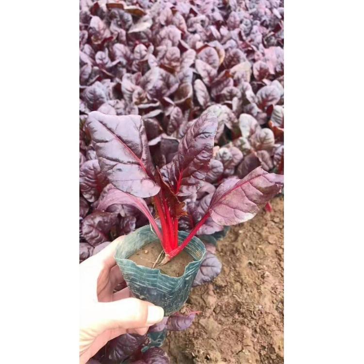 山东红叶甜菜报价 时令草花批发
