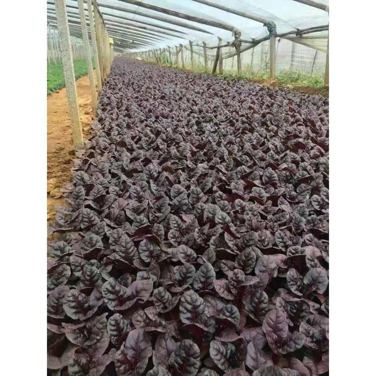 供应红叶甜菜批发 时令花卉批发