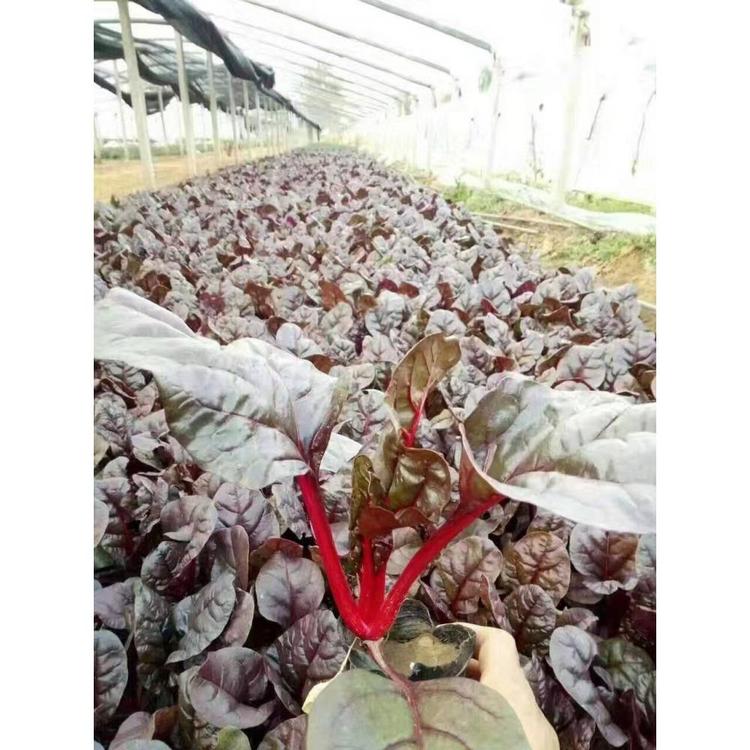 抗寒红叶甜菜种植基地 时令草花批发价格
